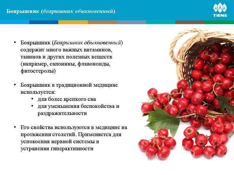 Боярышник (боярышник обыкновенный) ZINC and its influence on human   body • Боярышник