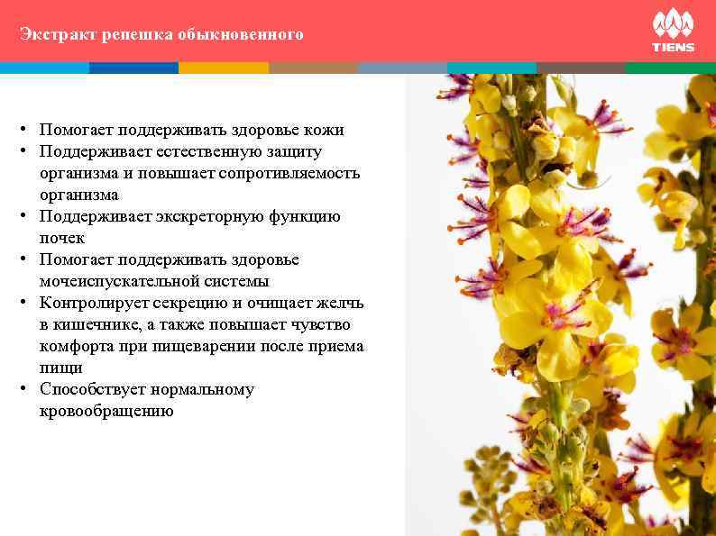 Экстракт репешка обыкновенного ZINC and its influence on human  body  • Помогает