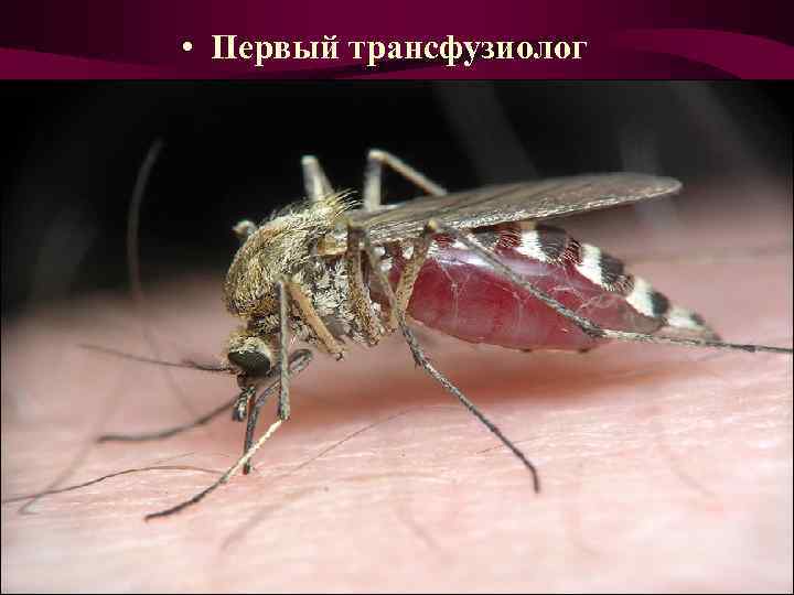 • Первый трансфузиолог • Первый трансфузиолог