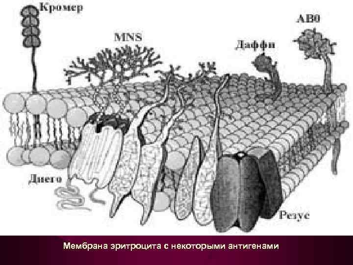 Мембрана эритроцита с некоторыми антигенами Мембрана эритроцита с некоторыми антигенами