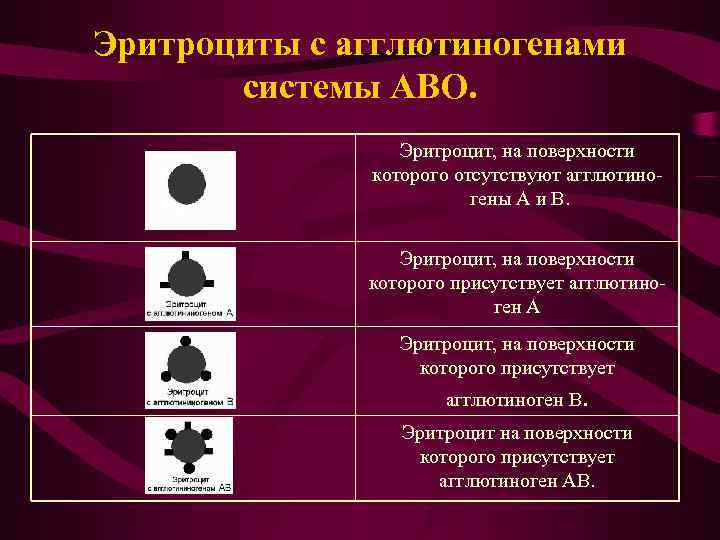 Эритроциты с агглютиногенами системы АВО. Эритроцит, на поверхности Эритроциты с агглютиногенами системы АВО. Эритроцит, на поверхности