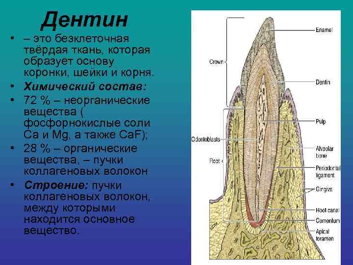  Дентин  • – это безклеточная  твёрдая ткань, которая  образует основу