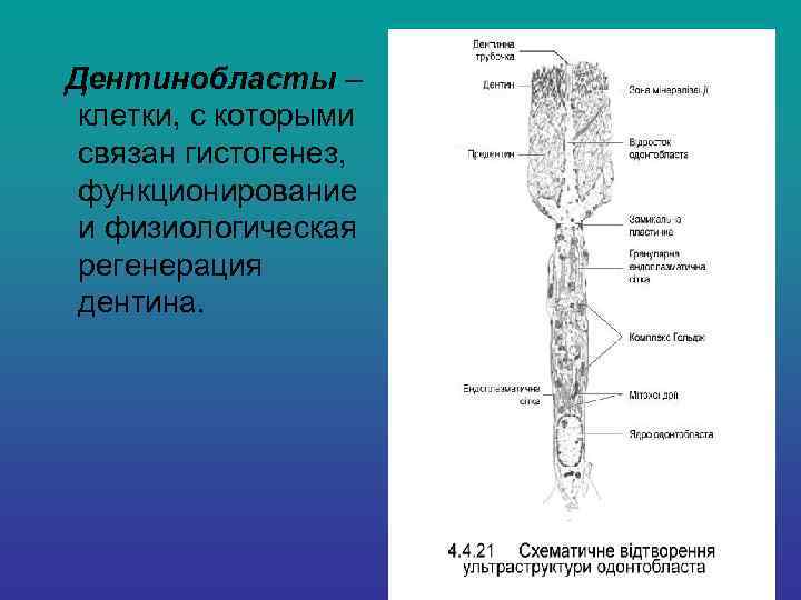 Дентинобласты –  клетки, с которыми  связан гистогенез,  функционирование  и физиологическая