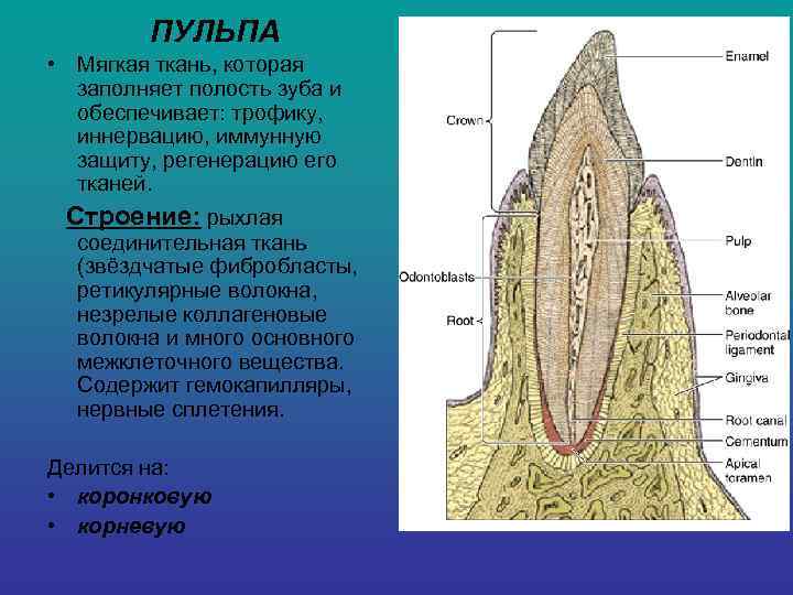    ПУЛЬПА • Мягкая ткань, которая  заполняет полость зуба и 