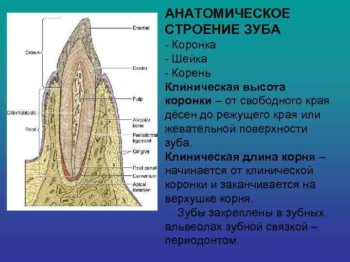 АНАТОМИЧЕСКОЕ СТРОЕНИЕ ЗУБА - Коронка - Шейка - Корень Клиническая высота коронки – от