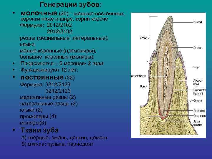  Генерации зубов:  • молочные (20) – меньше постоянных,  коронки ниже и