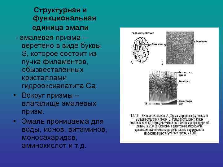  Структурная и  функциональная  единица эмали - эмалевая призма – веретено
