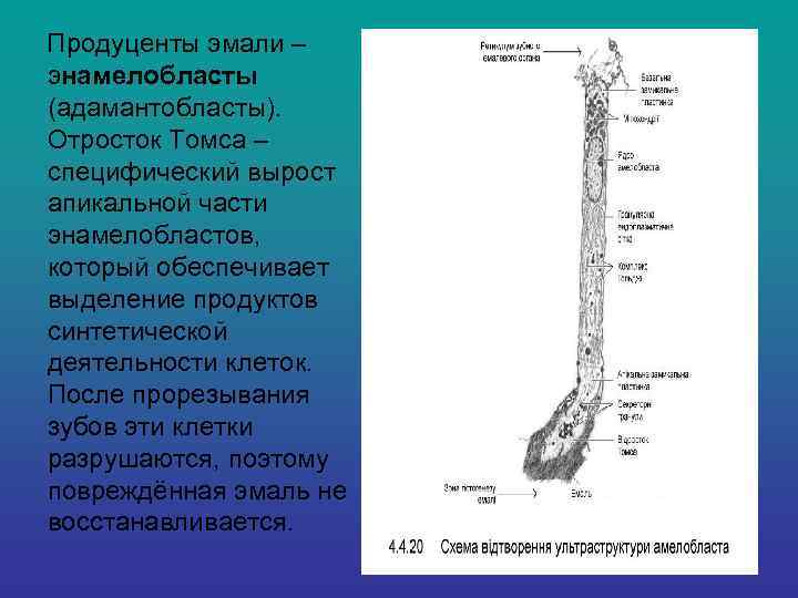   Продуценты эмали – энамелобласты (адамантобласты).  Отросток Томса – специфический вырост апикальной