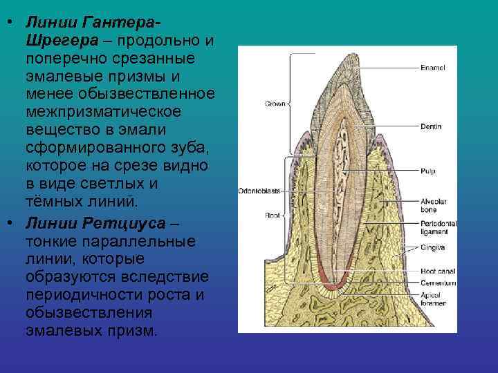  • Линии Гантера-  Шрегера – продольно и  поперечно срезанные  эмалевые