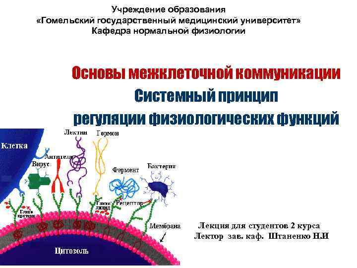     Учреждение образования «Гомельский государственный медицинский университет»  Кафедра нормальной физиологии