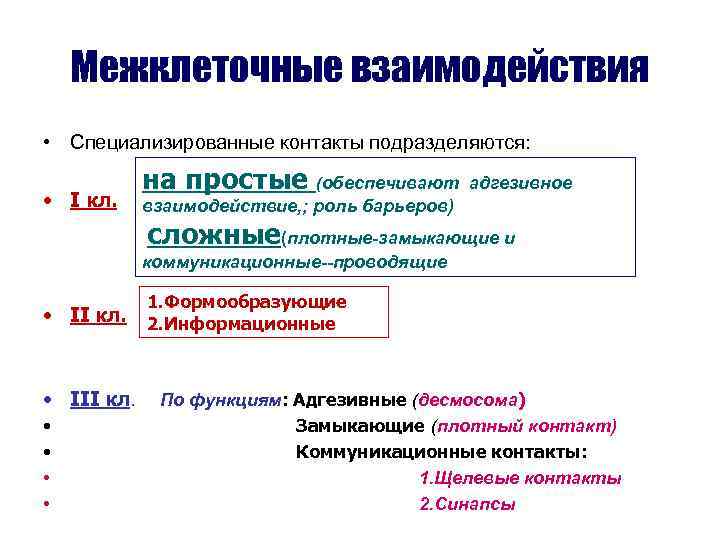   Межклеточные взаимодействия • Специализированные контакты подразделяются:   на простые (обеспечивают адгезивное