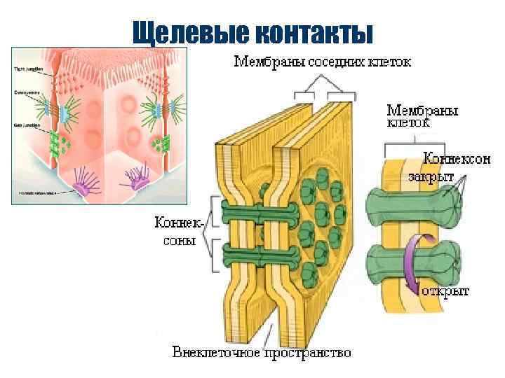 Щелевые контакты 