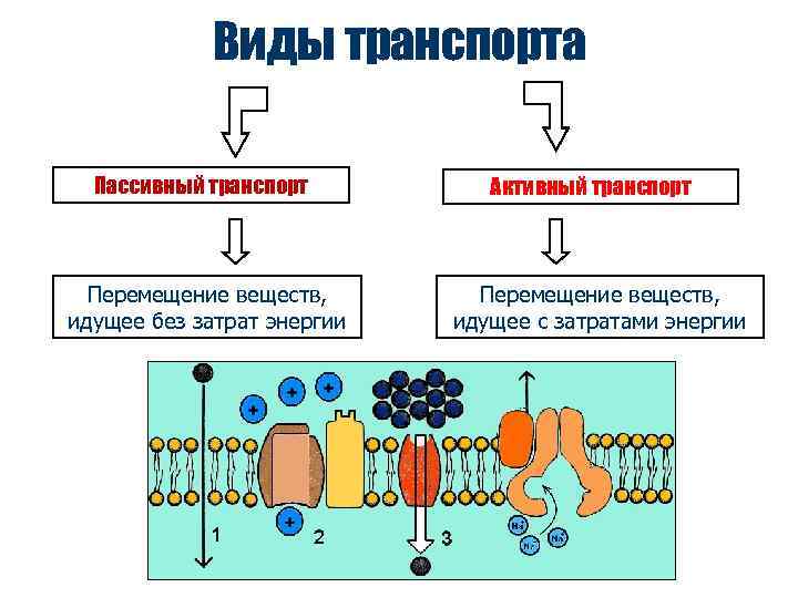 Пассивный транспорт это. Первично активный транспорт механизм. Схемы первично- и вторично активного транспорта. Типы вторично активного транспорта. Вторично активный транспорт веществ через мембрану.