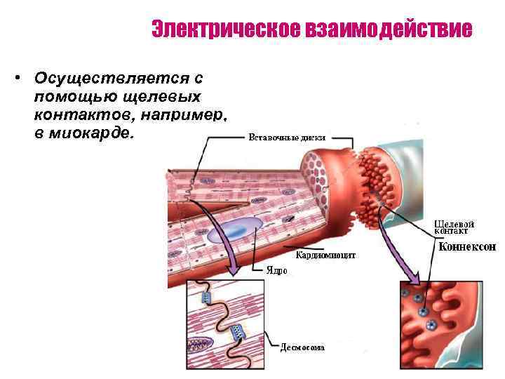    Электрическое взаимодействие  • Осуществляется с  помощью щелевых  контактов,