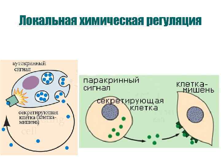 Локальная химическая регуляция 