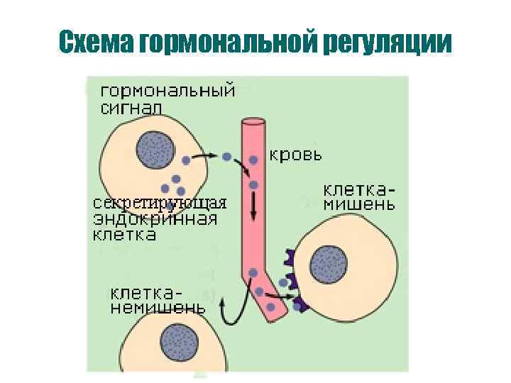Схема гормональной регуляции 