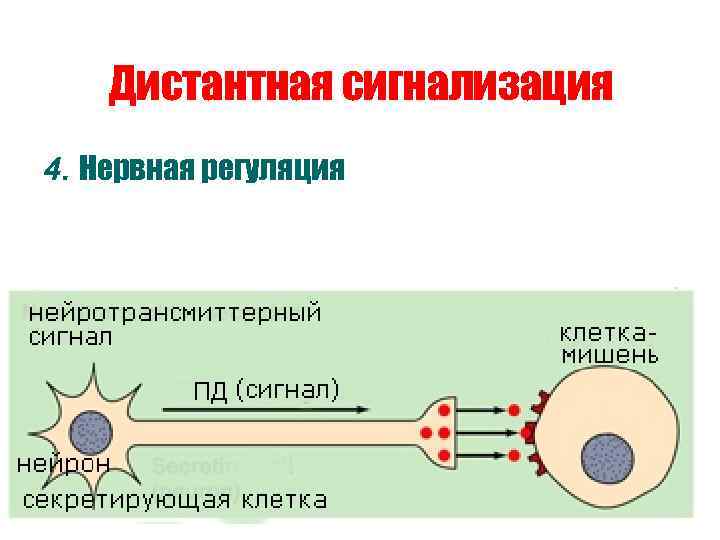   Дистантная сигнализация 4. Нервная регуляция 