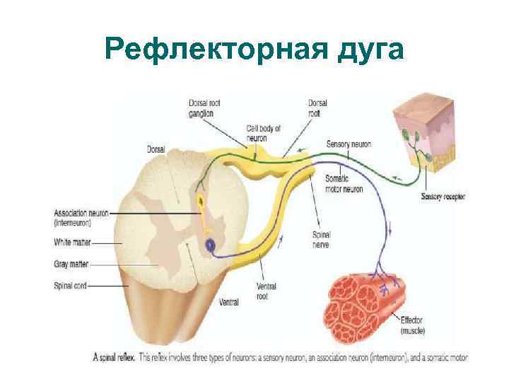 Рефлекторная дуга 