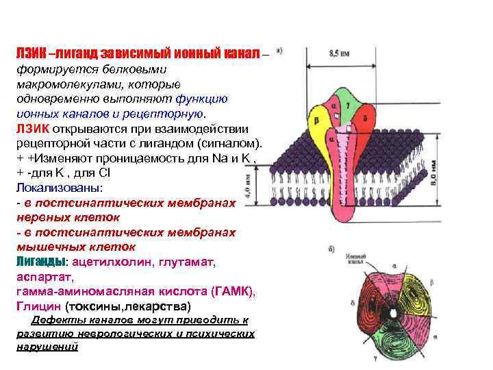 ЛЗИК –лиганд зависимый ионный канал – формируется белковыми макромолекулами, которые одновременно выполняют функцию ионных