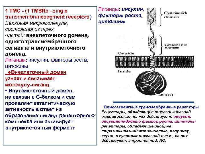 1 ТМС - (1 TMSRs –single   Лиганды: инсулин,  transmembranesegment receptors) факторы