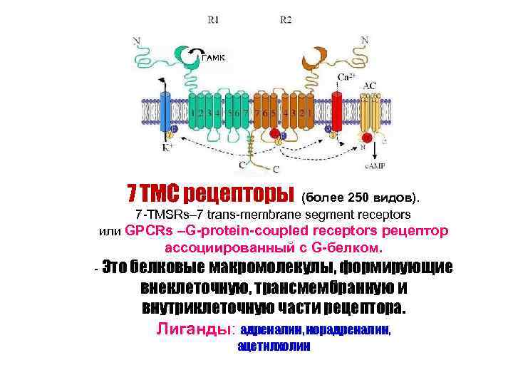   7 ТМС рецепторы (более 250 видов). 7 -TMSRs– 7 trans-membrane segment receptors