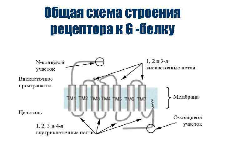 Общая схема строения рецептора к G -белку 
