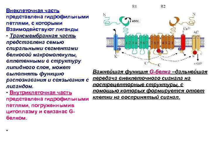 Внеклеточная часть представлена гидрофильными петлями, с которыми Взаимодействуют лиганды • Трансмембранная часть представлена семью