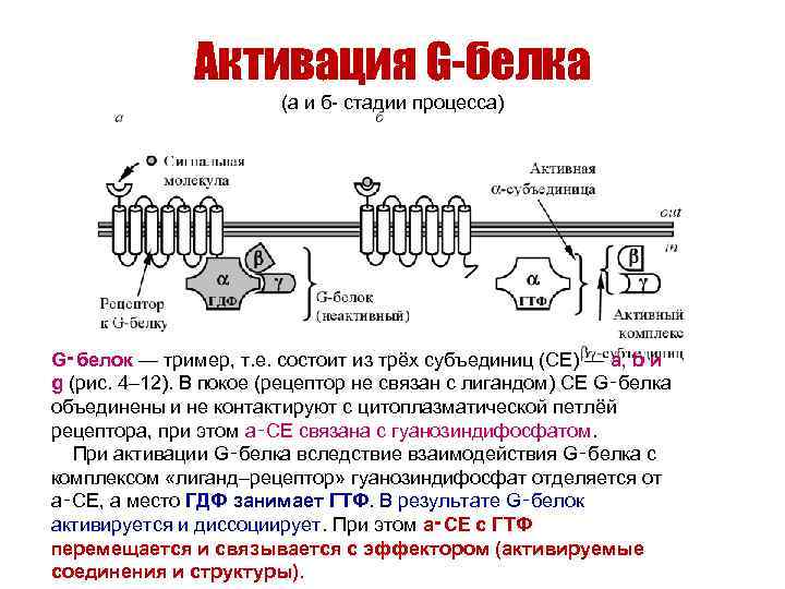     Активация G-белка     (а и б- стадии