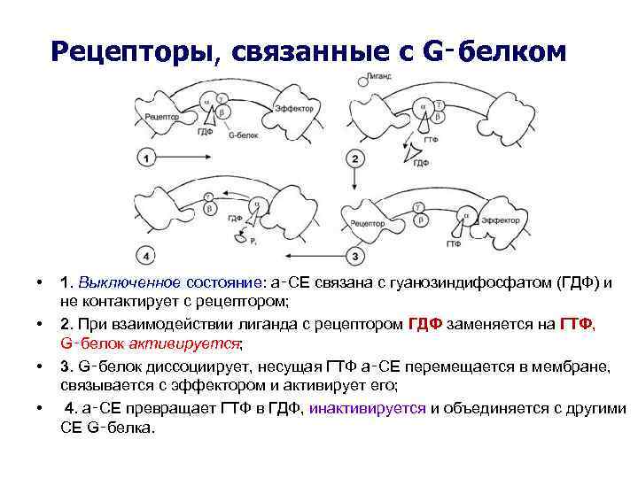   Рецепторы, связанные с G‑белком  •  1. Выключенное состояние: a‑СЕ связана