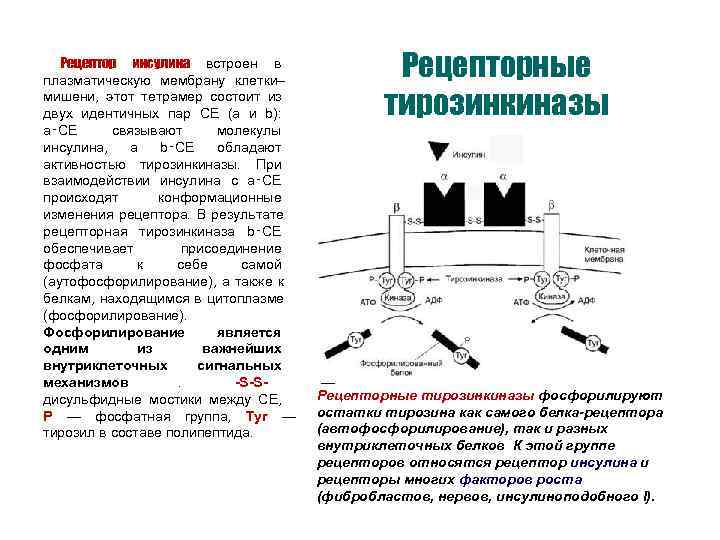  Рецептор инсулина встроен в плазматическую мембрану клетки–     Рецепторные мишени,