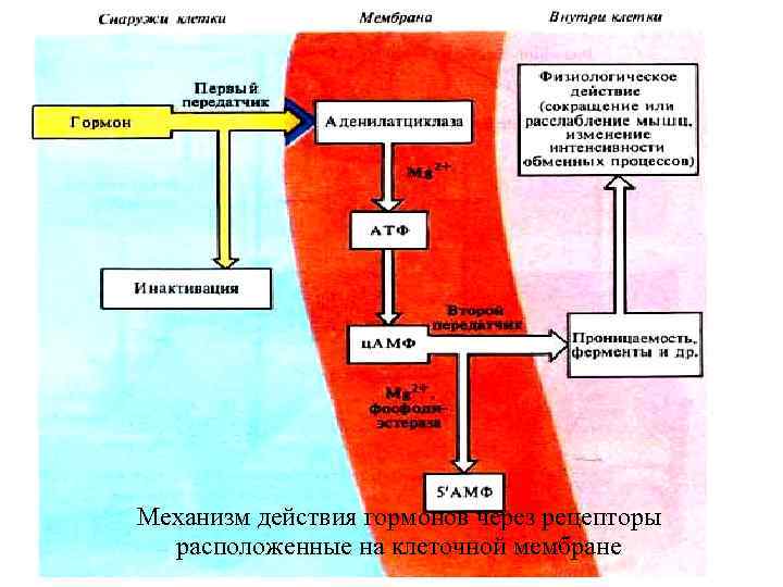 Механизм действия гормонов через рецепторы  расположенные на клеточной мембране 