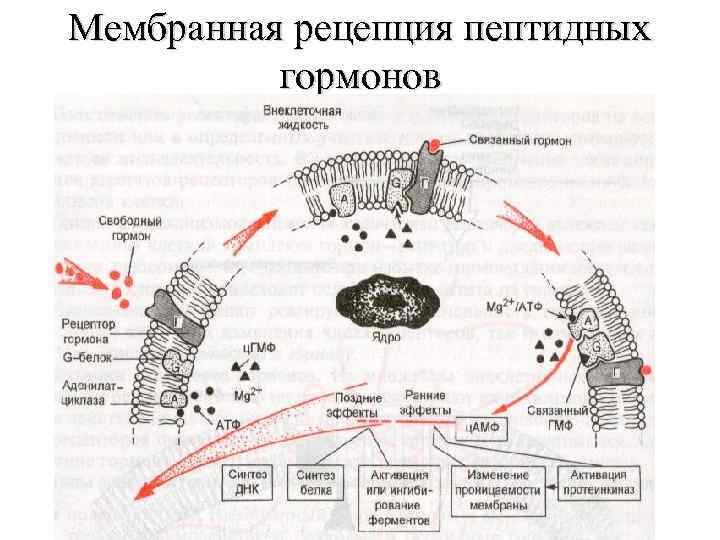 Мембранная рецепция пептидных  гормонов 