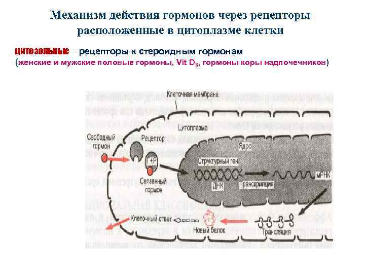   Механизм действия гормонов через рецепторы  расположенные в цитоплазме клетки цитозольные –