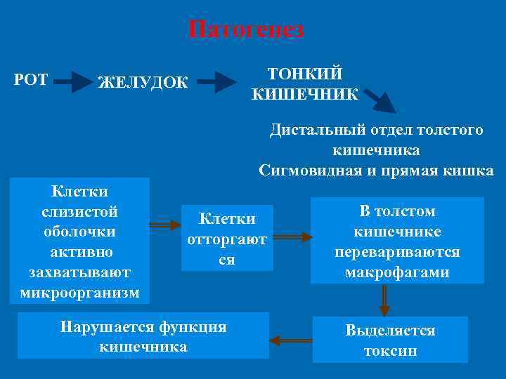     Патогенез РОТ  ЖЕЛУДОК  ТОНКИЙ    