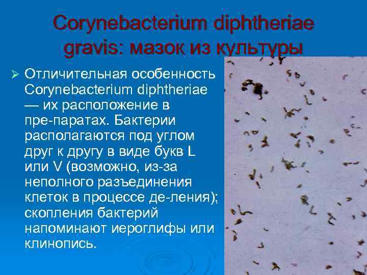 Коринебактерии. Коринобактерия дифтерия. Corynebacterium diphtheriae окраска по Леффлеру. Corynebacterium diphtheriae Gravis мазок из культуры.