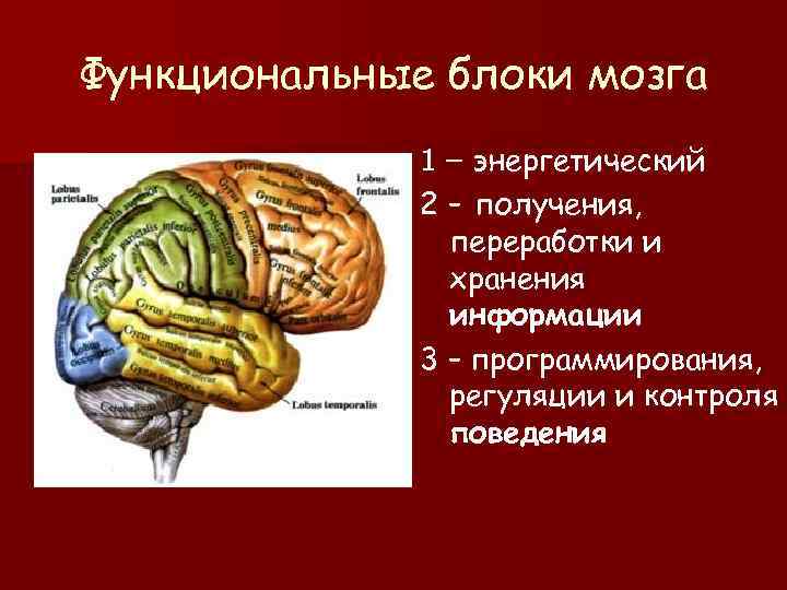 Функциональные блоки мозга    1 – энергетический    2 –