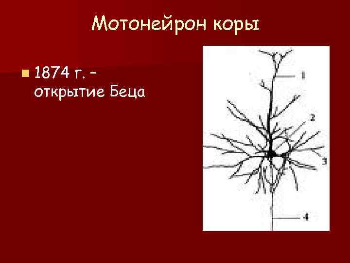    Мотонейрон коры n 1874 г. – открытие Беца 