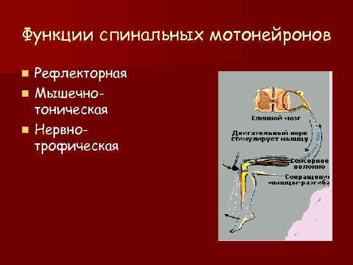 Функции спинальных мотонейронов n Рефлекторная n Мышечно-  тоническая n Нервно-  трофическая 