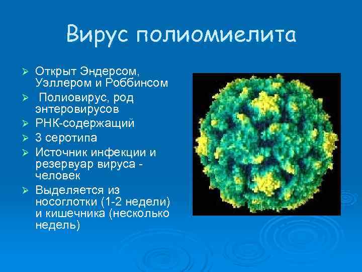    Вирус полиомиелита Ø  Открыт Эндерсом, Уэллером и Роббинсом Ø 