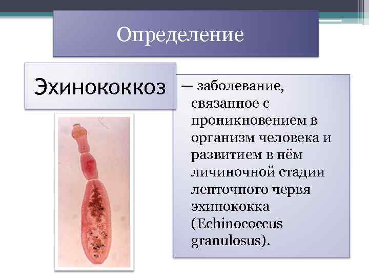  Определение Эхинококкоз — заболевание, связанное с проникновением в организм человека и развитием в