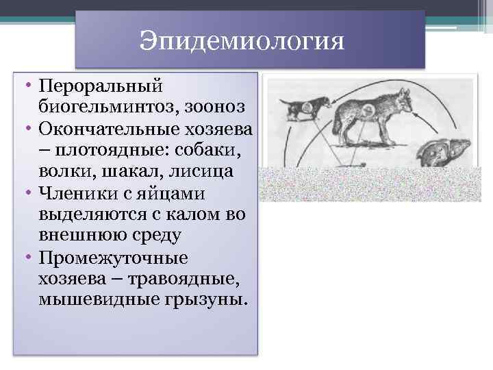  Эпидемиология • Пероральный биогельминтоз, зооноз • Окончательные хозяева – плотоядные: собаки, волки, шакал,