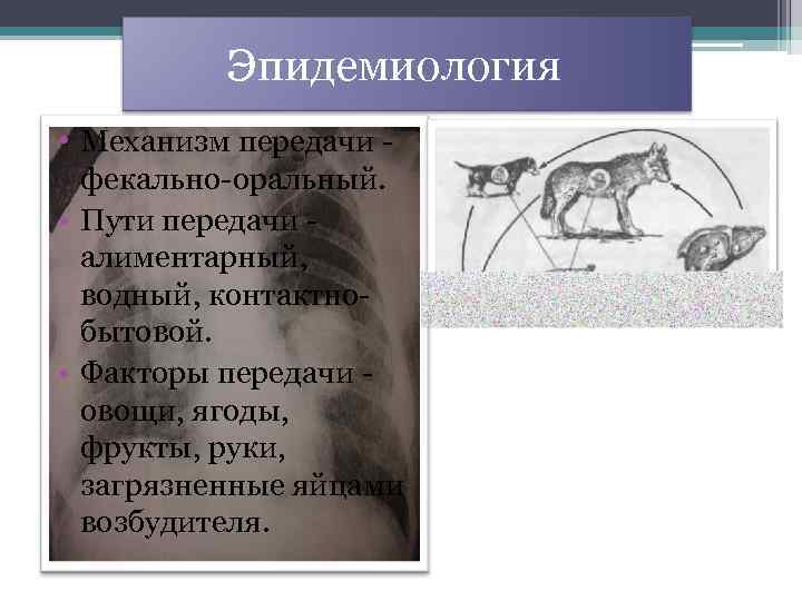  Эпидемиология • Механизм передачи - фекально-оральный. • Пути передачи - алиментарный, водный, контактнобытовой.