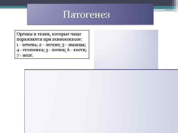  Патогенез Органы и ткани, которые чаще поражаются при эхинококкозе: 1 - печень; 2