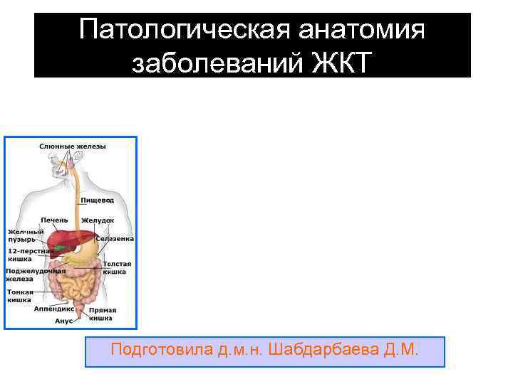 Патологическая анатомия это. Болезни желудочно-кишечного тракта патологическая анатомия. Болезни пищеварительной системы патанатомия. Патанатомия болезни желудка. Патоморфология заболеваний желудочно кишечного тракта.