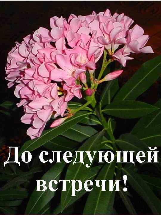 До следующей встречи! 