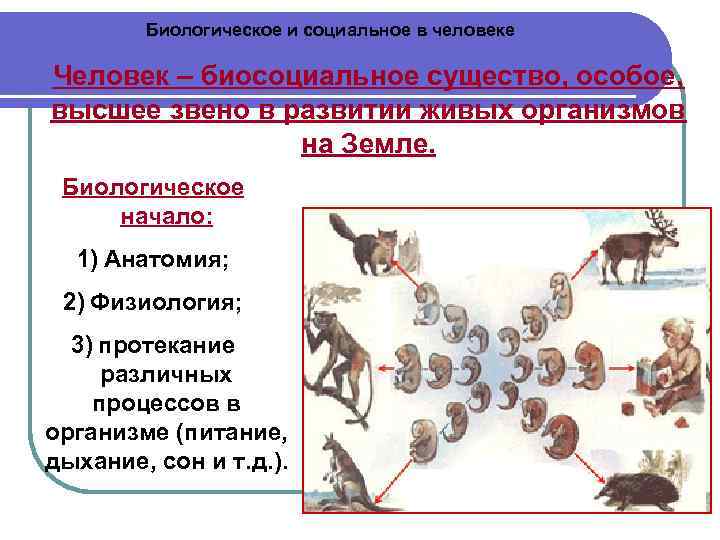   Биологическое и социальное в человеке Человек – биосоциальное существо, особое, высшее звено