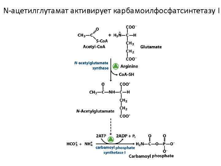 N-ацетилглутамат активирует карбамоилфосфатсинтетазу I 