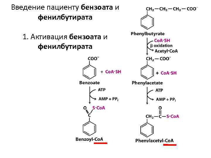 Введение пациенту бензоата и фенилбутирата 1. Активация бензоата и фенилбутирата 