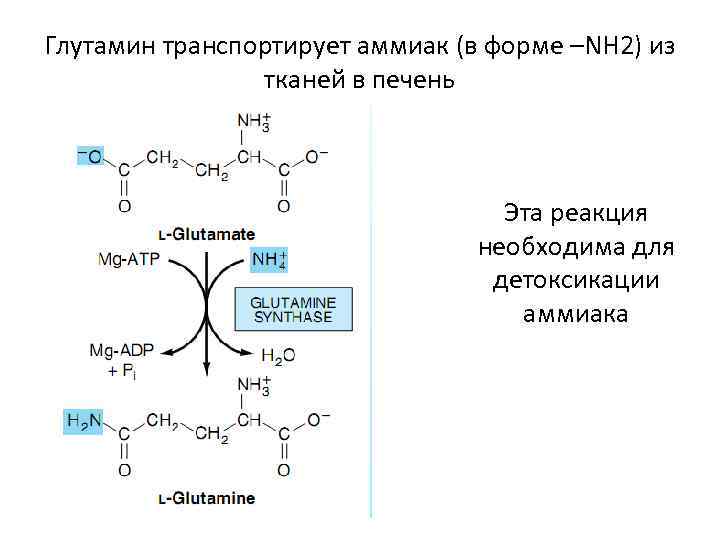 Глутамин транспортирует аммиак (в форме –NH 2) из тканей в печень Эта реакция необходима