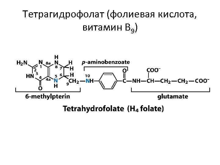 Тетрагидрофолат (фолиевая кислота, витамин В 9) 